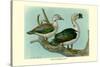 Knob-Billed Ducks-Louis Agassiz Fuertes-Stretched Canvas