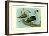 Knob-Billed Ducks-Louis Agassiz Fuertes-Framed Art Print