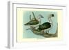 Knob-Billed Ducks-Louis Agassiz Fuertes-Framed Art Print