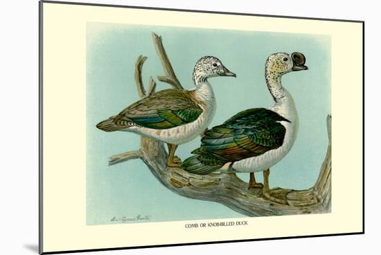 Knob-Billed Ducks-Louis Agassiz Fuertes-Mounted Art Print