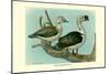 Knob-Billed Ducks-Louis Agassiz Fuertes-Mounted Art Print