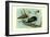 Knob-Billed Ducks-Louis Agassiz Fuertes-Framed Art Print