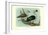 Knob-Billed Ducks-Louis Agassiz Fuertes-Framed Art Print