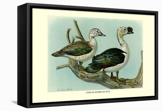 Knob-Billed Ducks-Louis Agassiz Fuertes-Framed Stretched Canvas