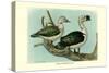 Knob-Billed Ducks-Louis Agassiz Fuertes-Stretched Canvas