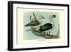 Knob-Billed Ducks-Louis Agassiz Fuertes-Framed Premium Giclee Print
