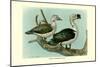 Knob-Billed Ducks-Louis Agassiz Fuertes-Mounted Premium Giclee Print