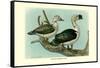 Knob-Billed Ducks-Louis Agassiz Fuertes-Framed Stretched Canvas