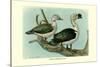 Knob-Billed Ducks-Louis Agassiz Fuertes-Stretched Canvas