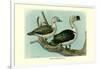 Knob-Billed Ducks-Louis Agassiz Fuertes-Framed Art Print