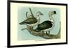 Knob-Billed Ducks-Louis Agassiz Fuertes-Framed Art Print