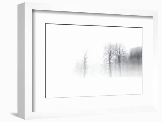 Knobby Oaks in the Blizzard, Abstract Study, Colours and Contrast Digitally Enhanced-Andreas Vitting-Framed Photographic Print