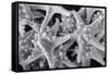 Knobby Starfish, USA-Lisa Engelbrecht-Framed Stretched Canvas