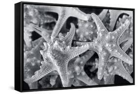 Knobby Starfish, USA-Lisa Engelbrecht-Framed Stretched Canvas