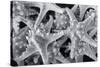 Knobby Starfish, USA-Lisa Engelbrecht-Stretched Canvas