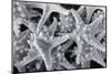 Knobby Starfish, USA-Lisa Engelbrecht-Mounted Photographic Print