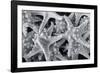 Knobby Starfish, USA-Lisa Engelbrecht-Framed Photographic Print