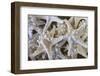 Knobby Starfish, USA-Lisa Engelbrecht-Framed Photographic Print