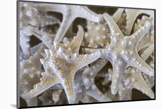 Knobby Starfish, USA-Lisa Engelbrecht-Mounted Photographic Print