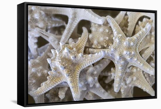 Knobby Starfish, USA-Lisa Engelbrecht-Framed Stretched Canvas