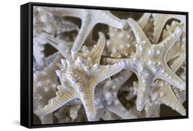 Knobby Starfish, USA-Lisa Engelbrecht-Framed Stretched Canvas