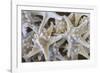 Knobby Starfish, USA-Lisa Engelbrecht-Framed Photographic Print