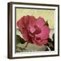 Knock Out Rose-Herb Dickinson-Framed Photographic Print