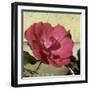 Knock Out Rose-Herb Dickinson-Framed Photographic Print