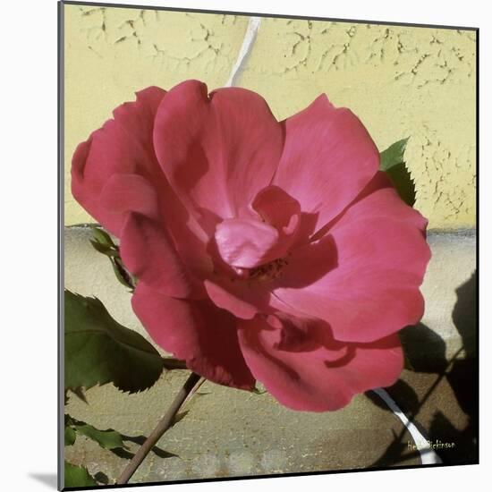 Knock Out Rose-Herb Dickinson-Mounted Photographic Print