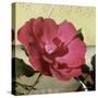 Knock Out Rose-Herb Dickinson-Stretched Canvas