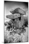 Knockeen Dolmen, County Waterford, Ireland-Simon Marsden-Mounted Giclee Print