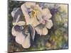 Knockout Roses-Sarah Davis-Mounted Giclee Print