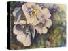 Knockout Roses-Sarah Davis-Stretched Canvas