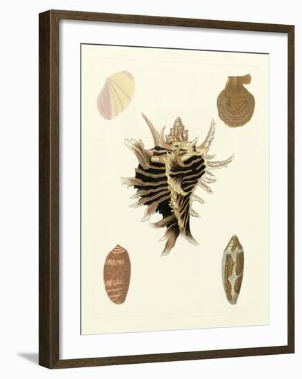 Knorr Shells II-George Wolfgang Knorr-Framed Art Print