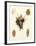 Knorr Shells II-George Wolfgang Knorr-Framed Art Print