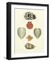 Knorr Shells III-George Wolfgang Knorr-Framed Art Print