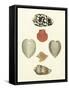 Knorr Shells III-George Wolfgang Knorr-Framed Stretched Canvas