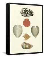Knorr Shells III-George Wolfgang Knorr-Framed Stretched Canvas
