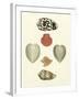 Knorr Shells III-George Wolfgang Knorr-Framed Art Print