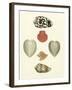 Knorr Shells III-George Wolfgang Knorr-Framed Art Print