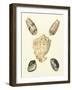 Knorr Shells IV-George Wolfgang Knorr-Framed Art Print