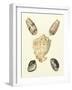 Knorr Shells IV-George Wolfgang Knorr-Framed Art Print