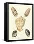 Knorr Shells IV-George Wolfgang Knorr-Framed Stretched Canvas