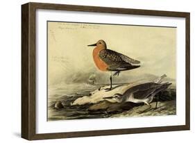 Knot-John James Audubon-Framed Giclee Print