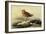 Knot-John James Audubon-Framed Giclee Print