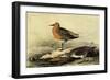 Knot-John James Audubon-Framed Giclee Print