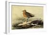 Knot-John James Audubon-Framed Giclee Print