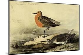 Knot-John James Audubon-Mounted Giclee Print