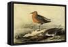 Knot-John James Audubon-Framed Stretched Canvas