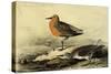 Knot-John James Audubon-Stretched Canvas